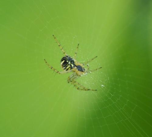 Mangora acalypha